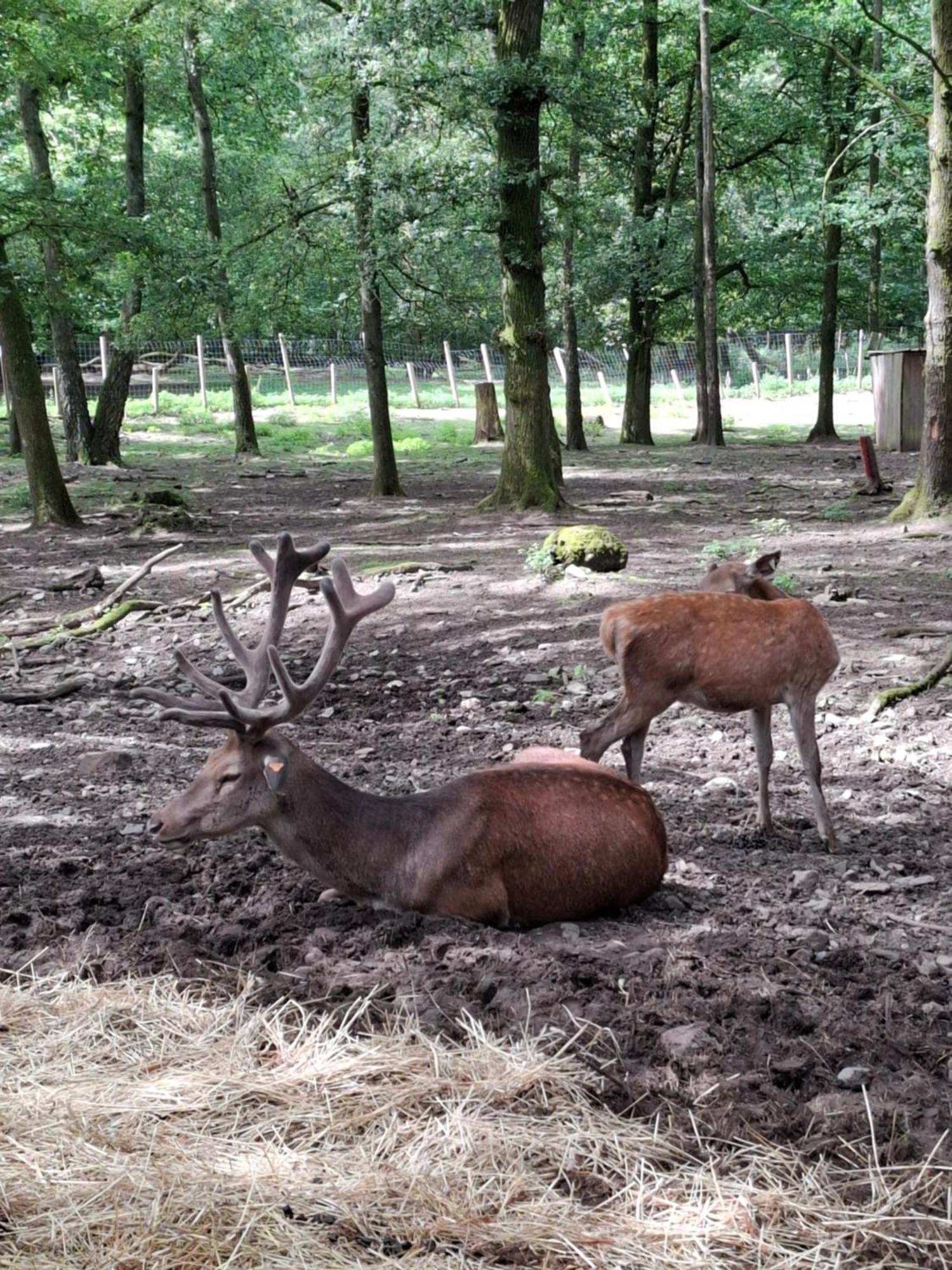 Villa Het Vlindertje Durbuy Esterno foto